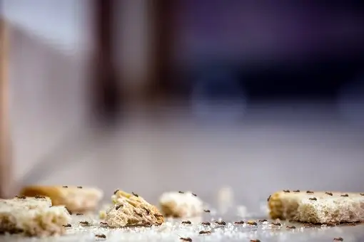 Ants