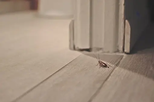 Cockroach