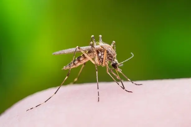 Mosquito eating