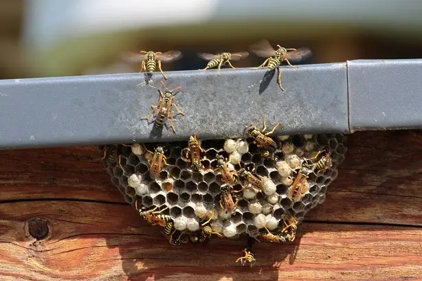 Wasps