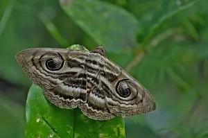 Moth thumb