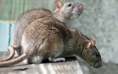 How to Combat Rats in Boise
