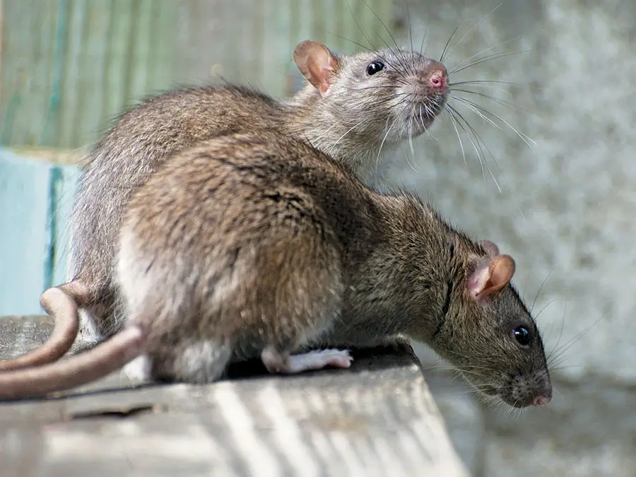 roof rats san antonio