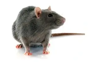roof rat