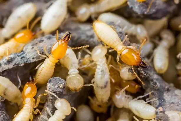 close up of a termite colony