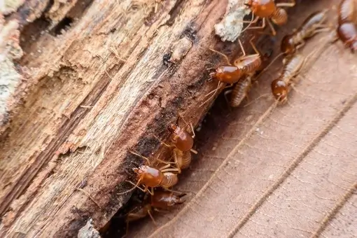 Termites eating