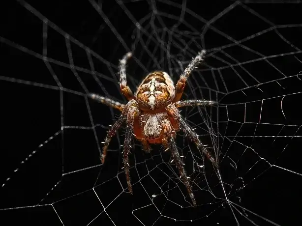 Scary Spider