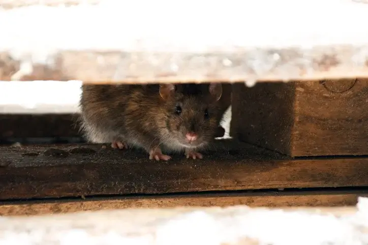 Idaho Rat Control - Beeline Pest Control