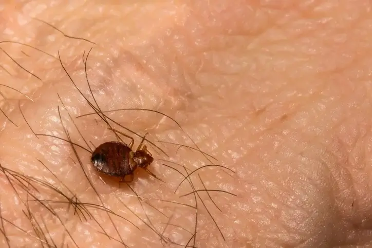 What are bed bugs attracted to