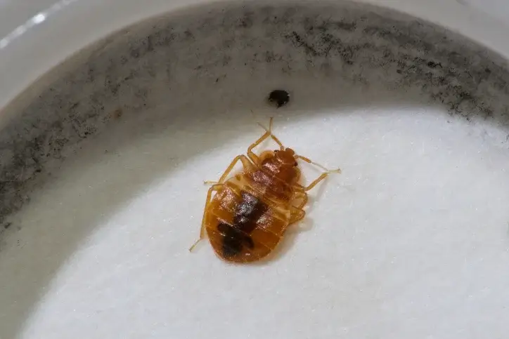 Will bed bugs go away on their own