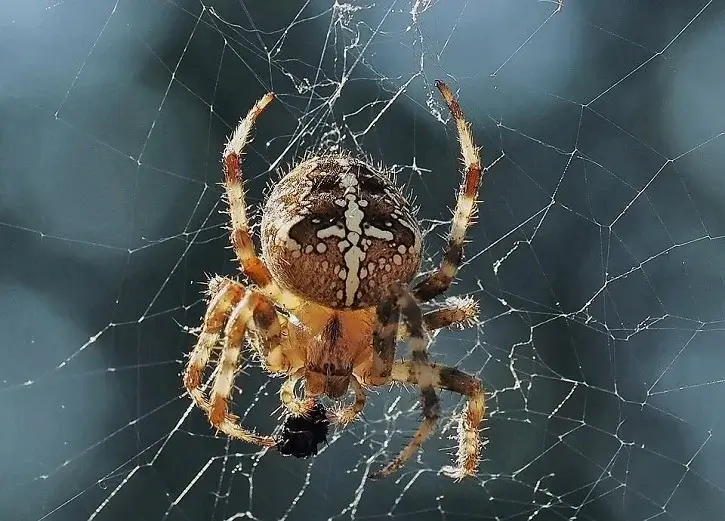 araneus-spider