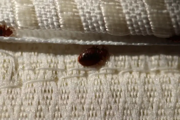 bed-bugs live and hide