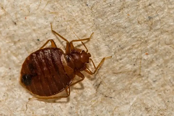 bed-bugs