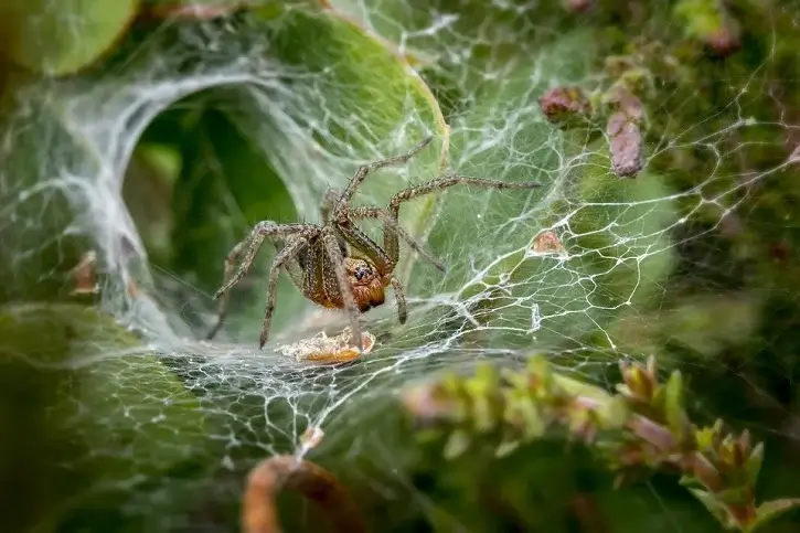 insect web spider