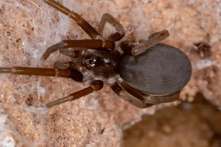 Southern house spider - - Beeline Pest Control