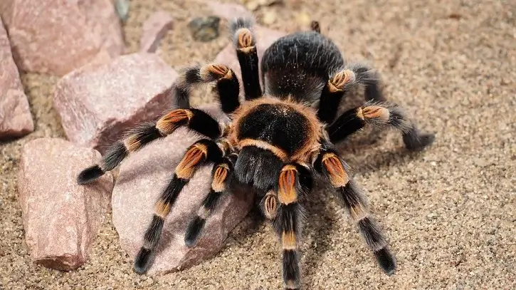 tarantula spider