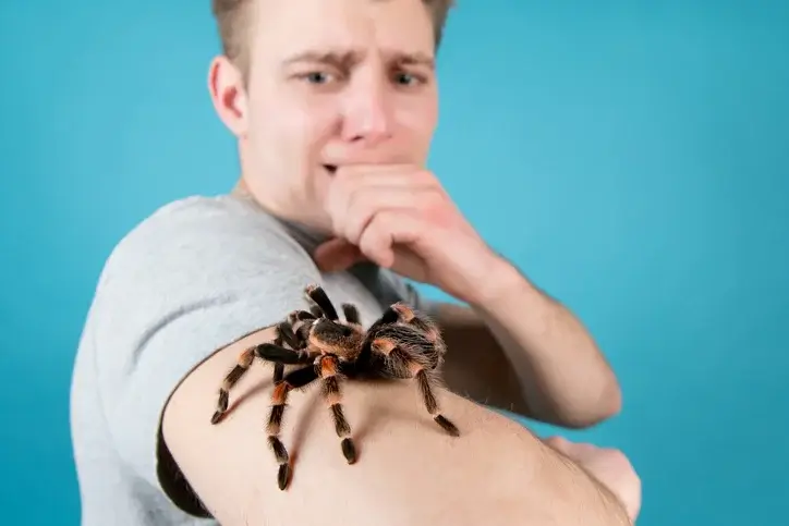 texas beeline spider (2)