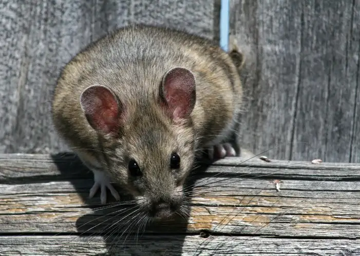 Idaho Mice Control - Beeline Pest Control