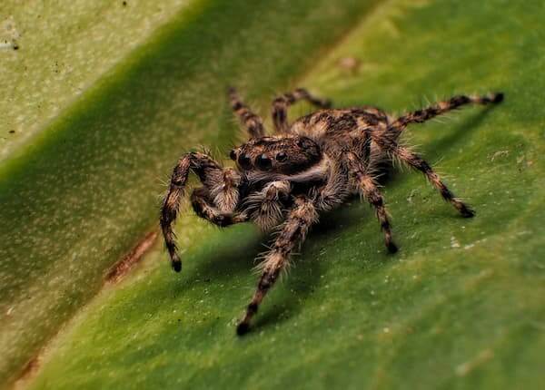 jumping-spider-on-grass