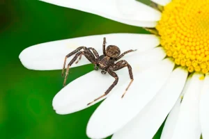 Crab Spider - Beeline Pest Control