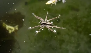 Fishing Spider - Beeline Pest Control