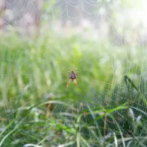 5 Wolf Spider Tips for Boise Residents