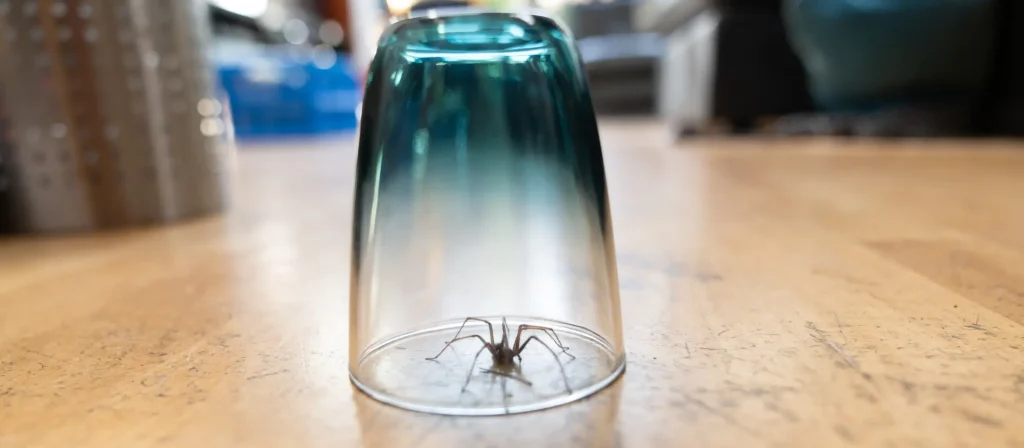 Spider in House - Beeline Pest Control