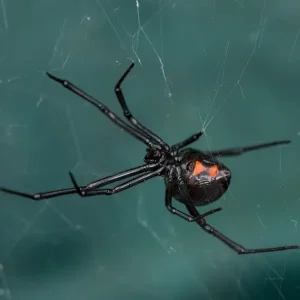 Western Black Widow Spider - Beeline Pest Control