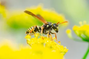 Yellow Jacket - Beeline Pest Control