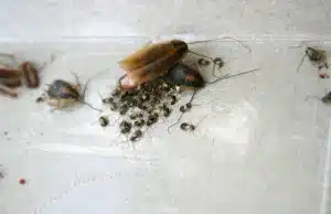Baby Roaches