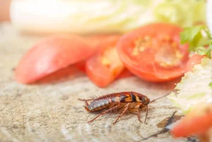 Cockroach habits