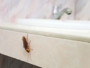 Roach in house