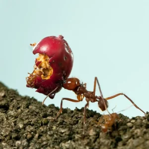 Ants foraging for food