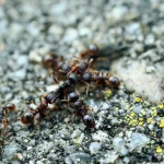 Pavement Ants