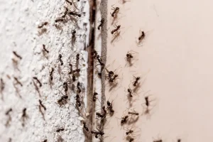 Recurring Ant Infestation