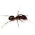 ants - Beeline Pest Control of Idaho ants
