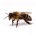 bees-wasps - Beeline Pest Control of Idaho Spider