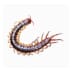 centipedes - Beeline Pest Control of Idaho Centipedes