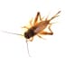 crickets - Beeline Pest Control of Idaho ants