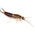 earwigs - Beeline Pest Control of Idaho Earwigs