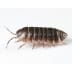 pill-bugs - Beeline Pest Control of Idaho Pill Bugs
