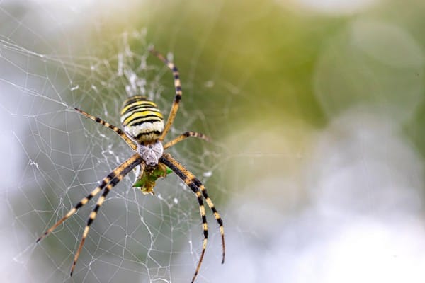 spider