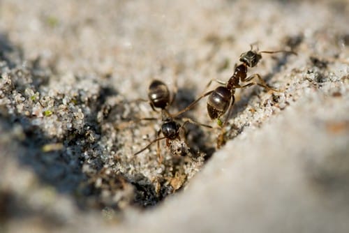 spider 32 Black Ants